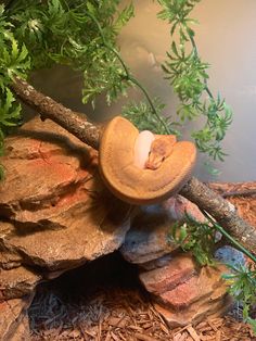 a hat sitting on top of a tree branch in front of rocks and plants,