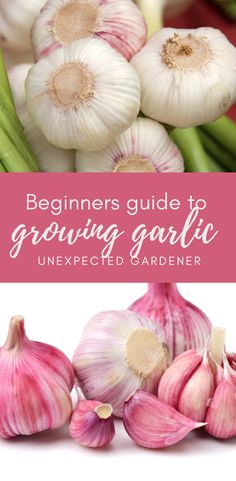 the beginner's guide to growing garlic