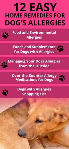 Dog Allergy Remedies, Dog Allergy, Home Remedies For Spiders, Medication For Dogs, Allergy Remedies, Allergy Testing, Cold Home Remedies