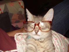 a cat wearing glasses while sitting on someone's lap