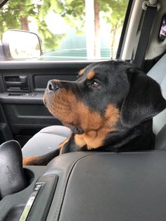 a black and brown dog sitting in the back seat of a car