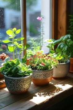 three potted plants sit on a window sill in front of a sunny window