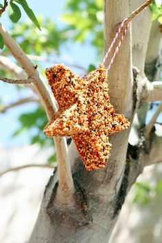 a star shaped bird feeder hanging from a tree