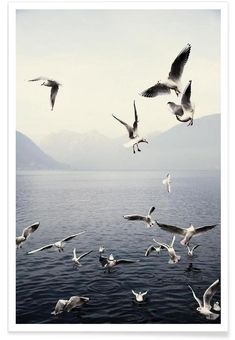 a flock of seagulls flying over the water