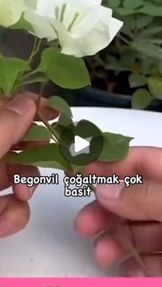 two hands are holding white flowers in front of a pink sign that says begonvil oggitmak sok basi