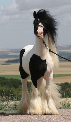 a black and white horse standing on top of a lush green field