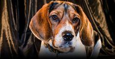 a brown and white dog looking at the camera