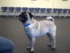 a pug dog standing in front of a row of empty chairs and looking up