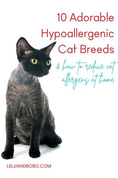 a black cat sitting on top of a white floor next to the words, 10 adorable hypoaliegenic cat breeds