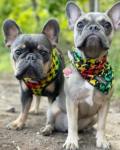 two small dogs sitting on top of a dirt road next to each other and one is wearing a bandana