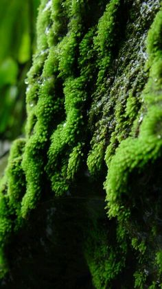 green moss growing on the side of a rock