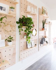 some plants are hanging on the wall in front of shelves that have pictures and photos