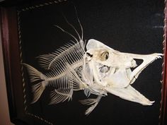 a skeleton of a fish is displayed in a museum