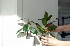 a person holding a glass with a plant in it and another hand reaching for the potted plant