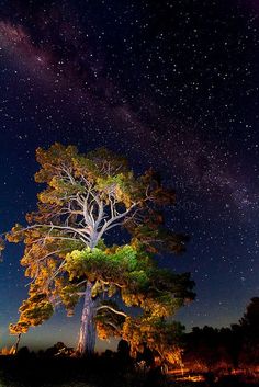 the night sky is filled with stars above a tree and some trees in the foreground