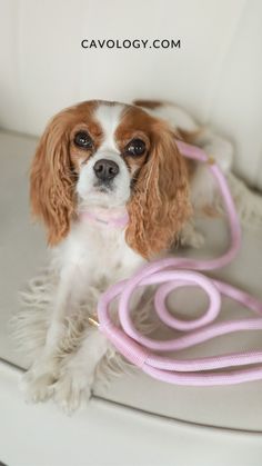 a small brown and white dog sitting on top of a chair with a pink leash