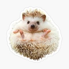 a small hedgehog sitting on top of a white sticker with its arms crossed