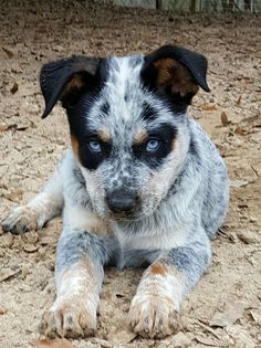 a dog laying on the ground with its eyes wide open and looking at the camera