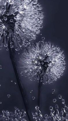 dandelion with water droplets on it in front of a black and white background