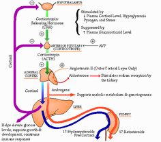 Adrenal thyroid physiology Anterior Pituitary, Addison's Disease, Adrenal Cortex, Cushings Syndrome, Addisons Disease, Nurses Station, Body Tissues, Cortisol Levels