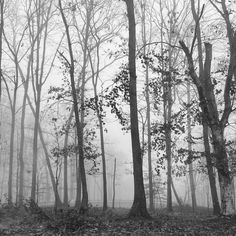 black and white photograph of trees in the woods on a foggy day with leaves covering the ground