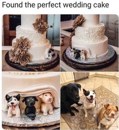 four different pictures of dogs standing in front of a wedding cake and another dog sitting on the floor