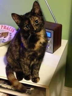 a cat sitting on top of a table next to a radio