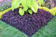 purple and green plants are in the shape of a heart shaped planter on grass