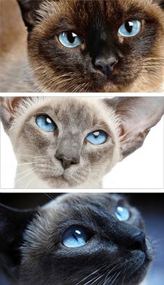 three different pictures of cats with blue eyes