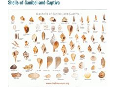 shells of sanibe - and - captivaa are shown in this poster,