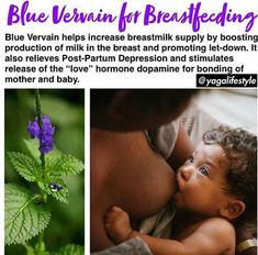 Blue Vervain, Baby Nutrition, Newborn Baby Tips, Herbal Apothecary, Baby Facts