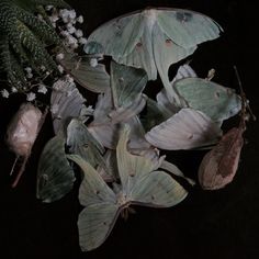 some green leaves and white flowers on a black surface