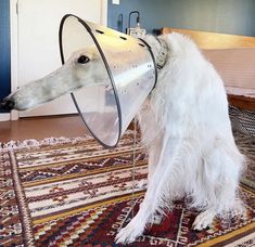 a white dog with a cone on its head