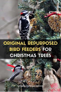 two birds sitting on top of a christmas tree with the words original repurposed bird feeders for christmas trees