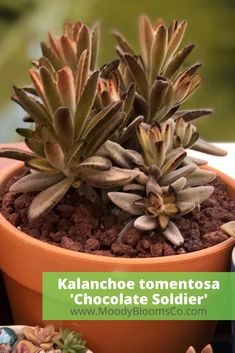 a close up of a plant in a pot with the words kalanchoe tomentoosa'chocolate soldier '