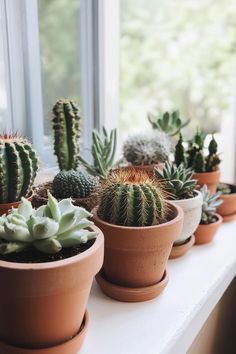 there are many different kinds of cactus in the potted plants on the window sill