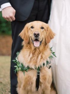 a close up of a dog wearing a wreath around its neck with a bride and groom in the background