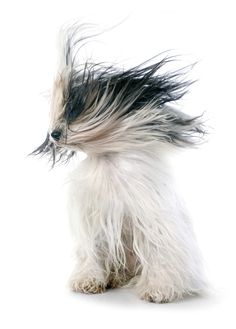 a small white and black dog with long hair on it's back legs, sitting in front of a white background