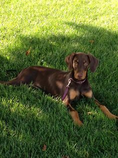 a brown and black dog laying in the grass