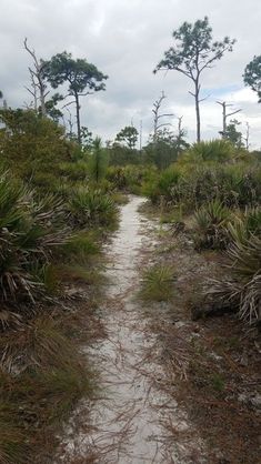 a dirt path surrounded by tall grass and trees