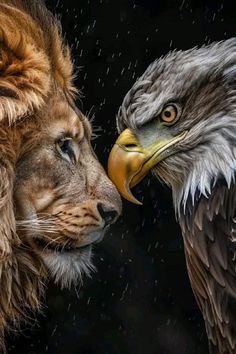 an eagle and lion face to face in the rain