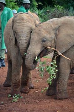 two elephants are standing in the dirt and one elephant is holding a branch with it's trunk