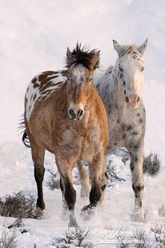 two horses are walking in the snow together