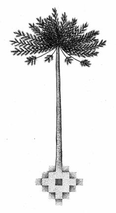 a black and white drawing of a tall tree with leaves on it's branches