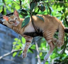 an orange and white cat laying in a tree