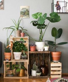 a living room filled with lots of plants and potted plants on top of wooden crates