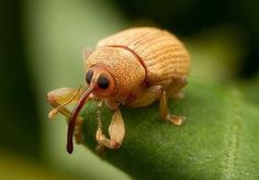 a brown bug sitting on top of a green leaf