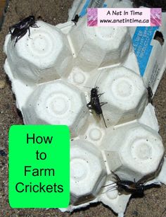 two bugs sitting on top of an egg carton with the words how to farm crickets