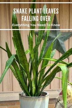 snake plant leaves falling over How To Split A Snake Plant, Snake Plant Front Porch, How To Repot A Snake Plant, Snake Plant Fertilizer, Decorating With Snake Plants, When To Repot Snake Plant, Dividing Snake Plant, How To Repot Snake Plants