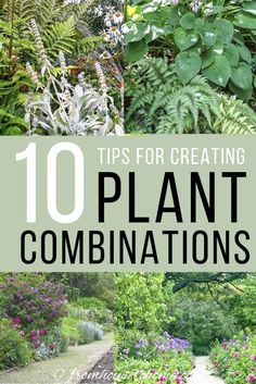 Plant Combinations: 10 Tips For Creating Flower Combinations That Work Spirea Bush, Flower Combinations, Pruning Plants, Bush Garden, Sun Loving Plants, Vegetable Garden For Beginners, Short Plants, Flower Colors, Easy Landscaping